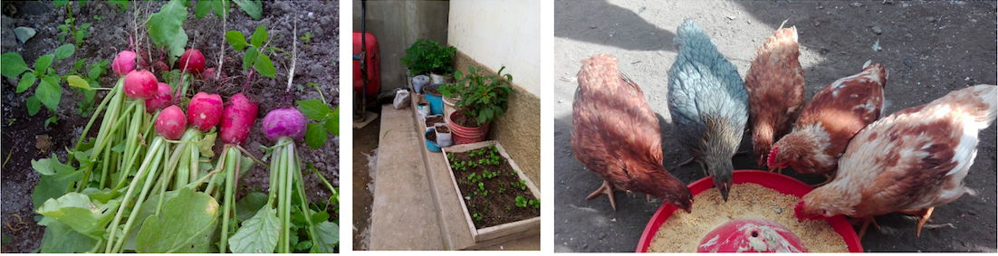 Three photographs side by side show: 1) pink raddishes growing in a garden. 2) seedlings planted in a wooden box growing throug the soil. 3) Four chickens pecking feed from a bowl.